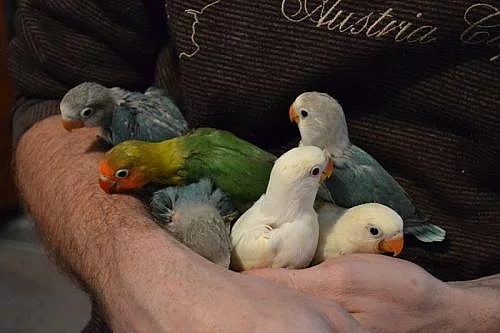 Ručně dokrmený agapornis