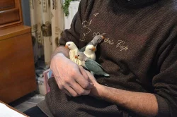 Ručně dokrmený agapornis