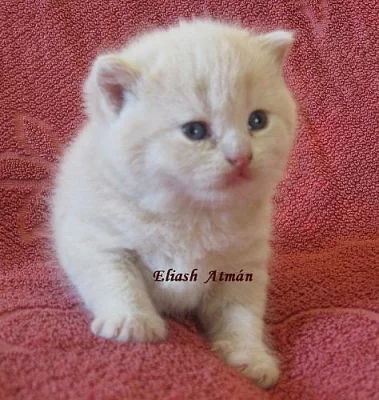 Britská koťátka s PP