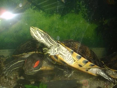 Prodám akvarijní komplet, daruji vodní želvy
