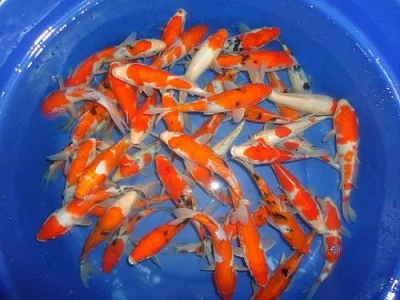 Prodám Koi Japan
