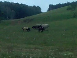 Mangalica - čistokrevná prasata na prodej