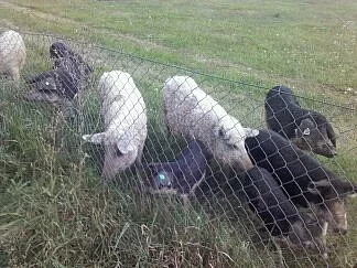 Mangalica - čistokrevná prasata na prodej