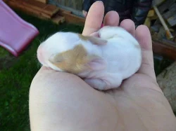 Nabízím zakrslá králíčata narozená 1.10.2012!!!