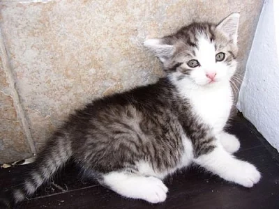 Koťátko hledá nový domov