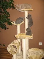 Britská modrá koťátka