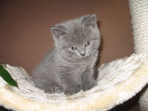 Britská modrá koťátka