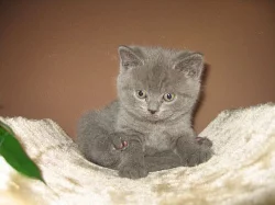 Britská modrá koťátka