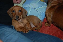 Jezevčík hladkosrstý standard, fenka s PP