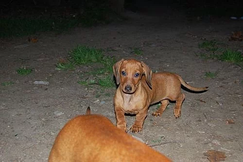 Jezevčík hladkosrstý standard, fenka s PP