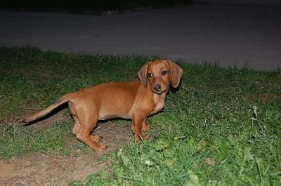 Jezevčík hladkosrstý standard, fenka s PP