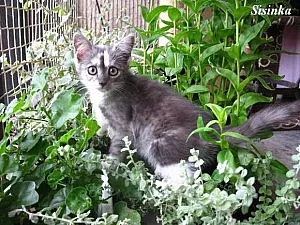 Kočička Sisinka