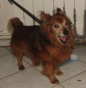 Pejsek Myšák Šášula