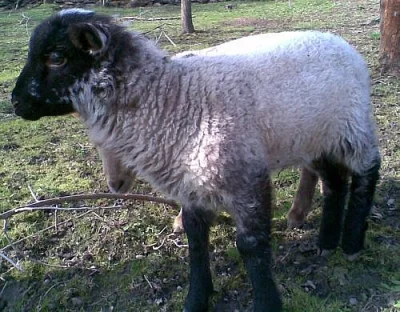 Jehňata - masné plemeno