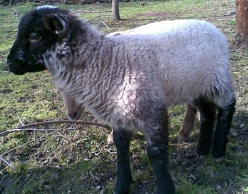 Jehňata - masné plemeno