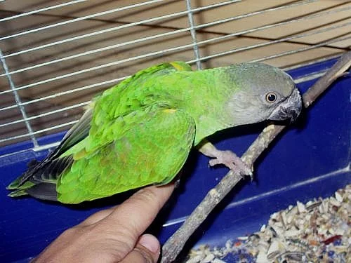 Papoušek senegalský