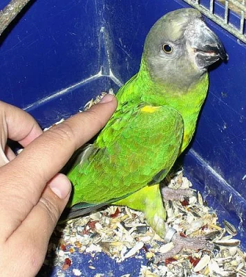 Papoušek senegalský