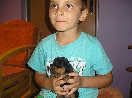 jorkšírský teriér