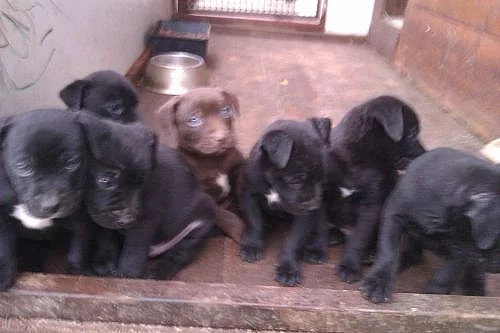 Prodám Štěnata Am.pitbulteriér