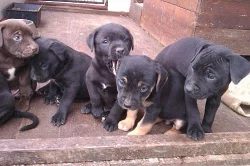 Prodám Štěnata Am.pitbulteriér