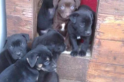 Prodám Štěnata Am.pitbulteriér