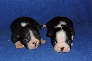 Bostonský terier - štěňata s pp