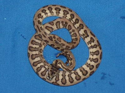 Krajty a gekončíky