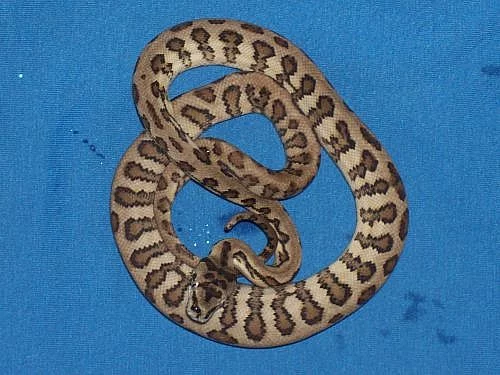 Krajty a gekončíky