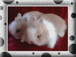 Teddy mimi s VP