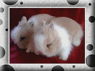 Teddy mimi s VP