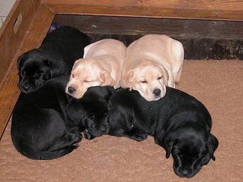 Krásná štěňata labrador retrievera s PP