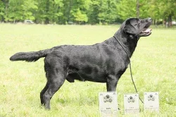 Krásná štěňata labrador retrievera s PP