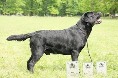 Krásná štěňata labrador retrievera s PP