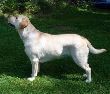 Krásná štěňata labrador retrievera s PP