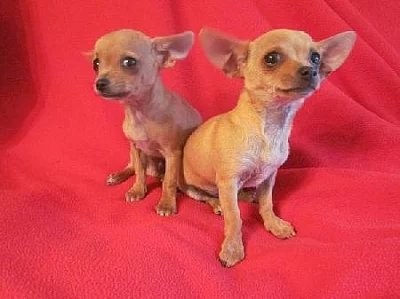 čivava,chihuahua štěnátko