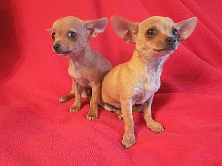 čivava,chihuahua štěnátko