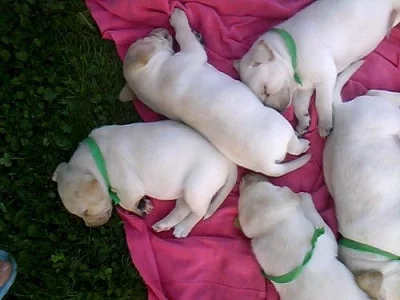 Prodám štěňátka Labradorského retrívra