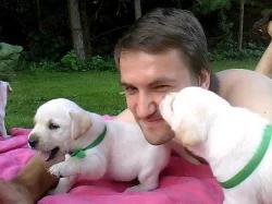 Prodám štěňátka Labradorského retrívra
