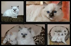 Ragdoll kotátka s p.p .