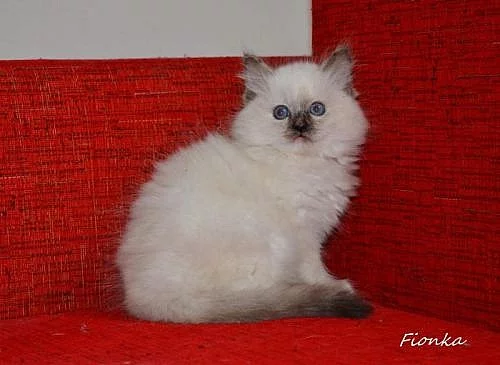 Ragdoll kotátka s p.p .
