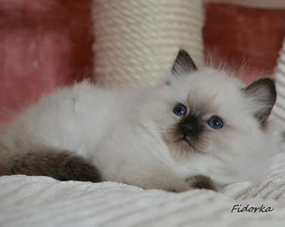 Ragdoll kotátka s p.p .