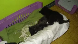 PREDAM MACIATKA MCO mainska myvalia