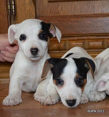 štěnátka jack russell terier