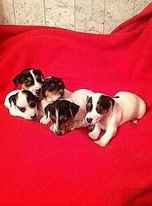 jack russel terier štěnátka