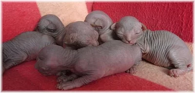 Kanadský sphynx - koťátka s PP