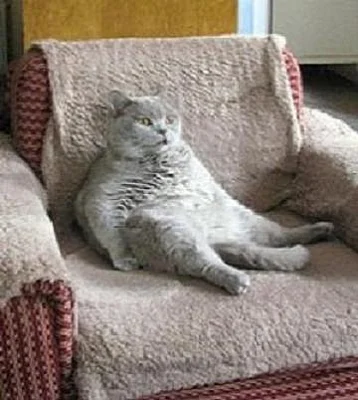 Obchod se sortimentem pro pejsky a kočičky