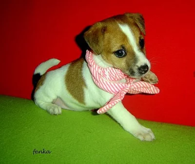Jack russel terier -bicolor
