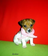 Jack russel terier -bicolor