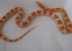 Užovka červená - PRODEJ / AKCE