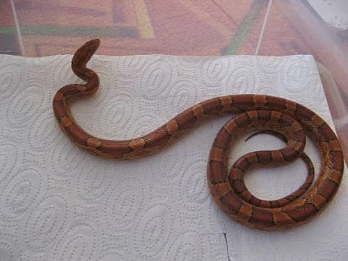 Užovka červená - PRODEJ / AKCE